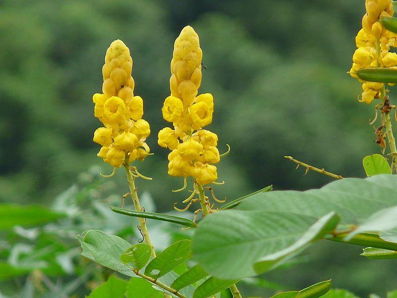 Cassia Alata